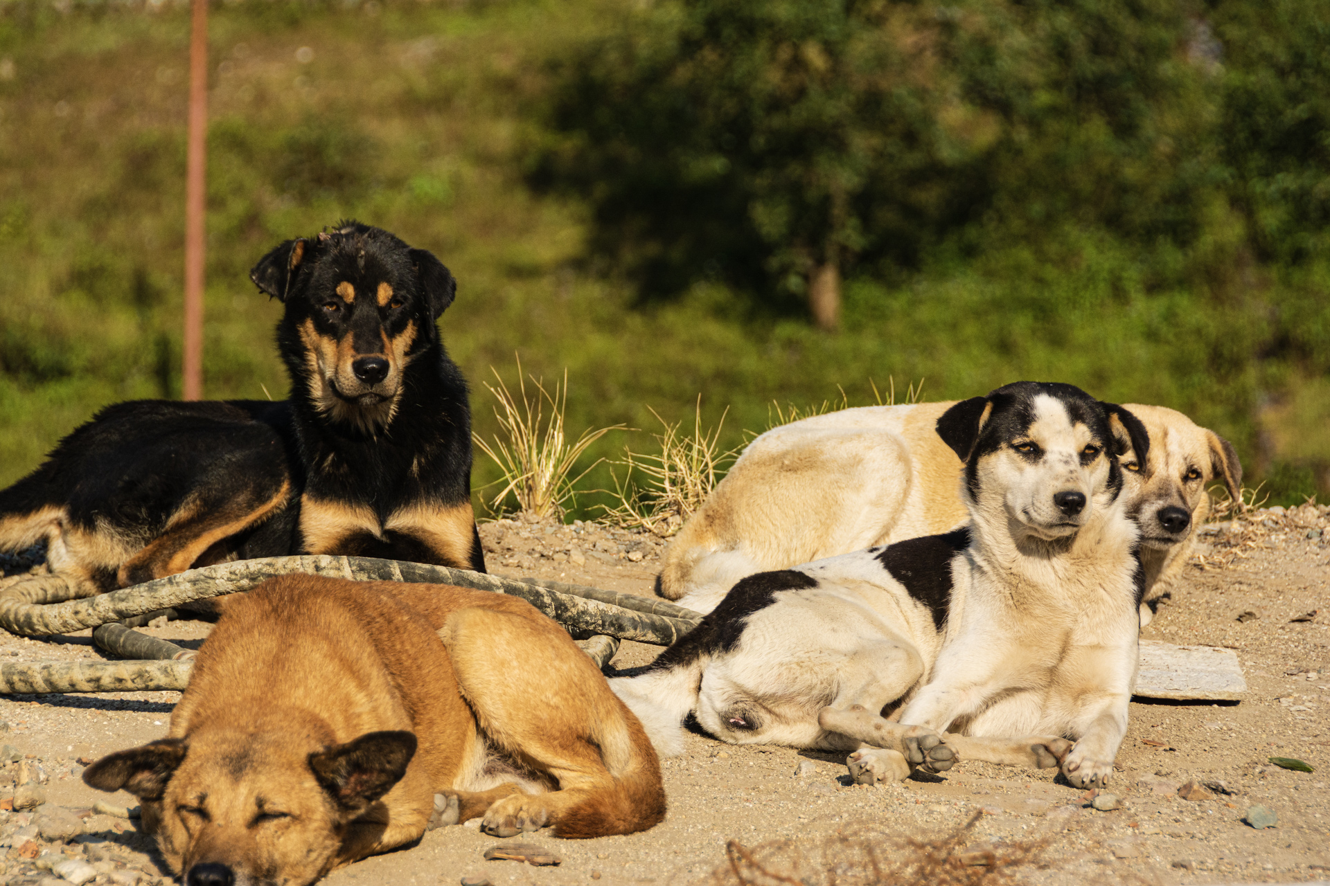 Kathmandu Shivapuri National Park